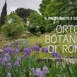 Fiori viola e verdi lussureggianti nel profumato Orto Botanico di Roma, con un edificio storico sullo sfondo.