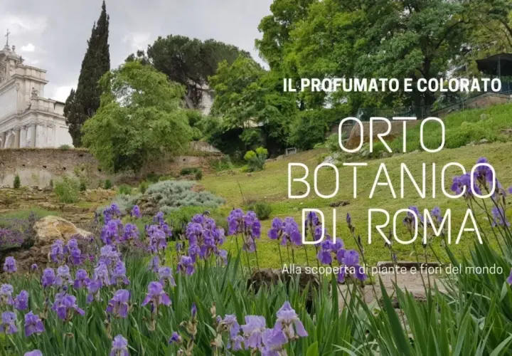Fiori viola e verdi lussureggianti nel profumato Orto Botanico di Roma, con un edificio storico sullo sfondo.