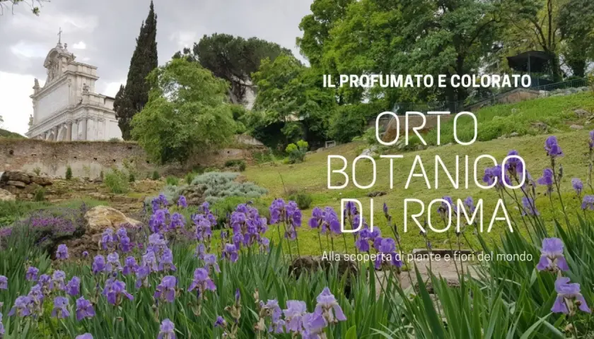 Fiori viola e verdi lussureggianti nel profumato Orto Botanico di Roma, con un edificio storico sullo sfondo.